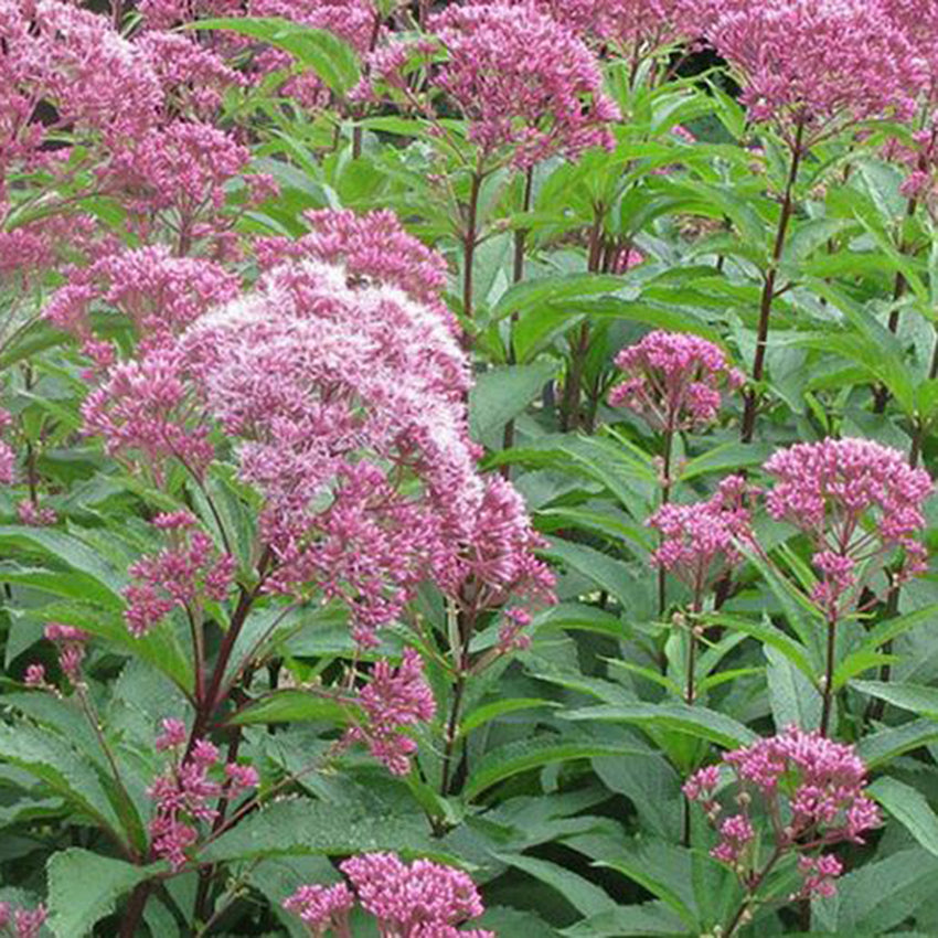 Joe Pye Weed