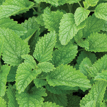 Load image into Gallery viewer, Lemon Balm
