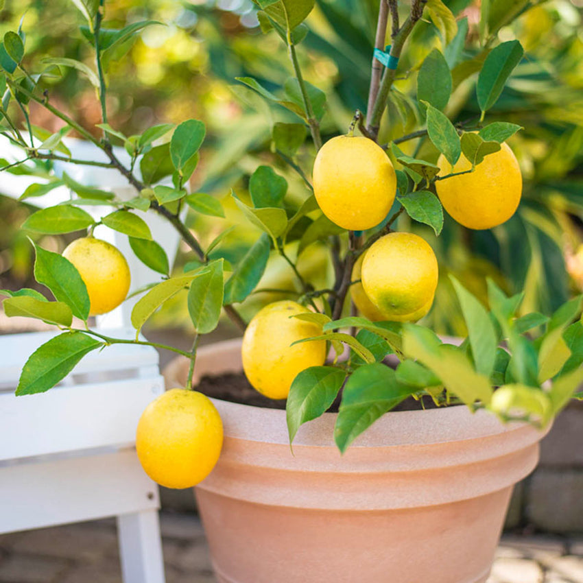 Meyer Lemon Tree