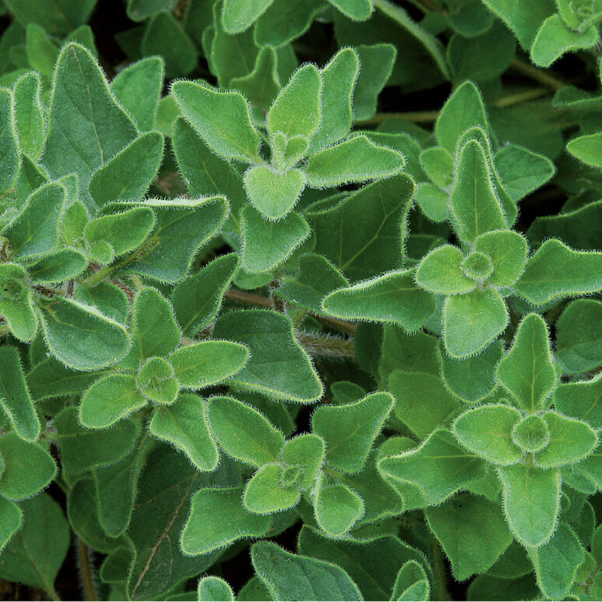 Greek Oregano