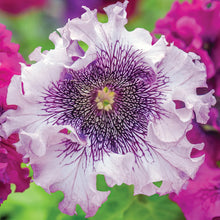 Load image into Gallery viewer, Petunia, Spellbound White Blush
