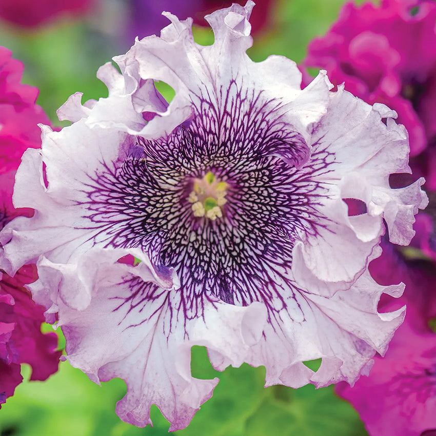 Petunia, Spellbound White Blush