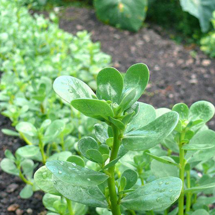 Green Purslane