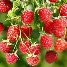 Load image into Gallery viewer, Red Raspberry
