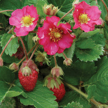 Load image into Gallery viewer, Tarpan Strawberry
