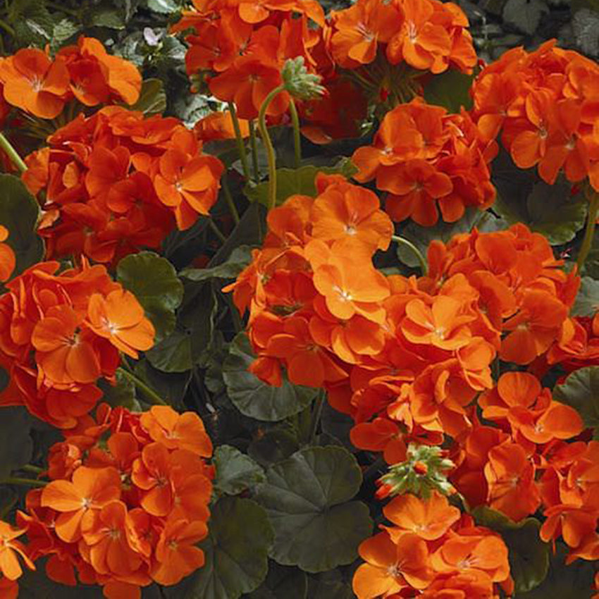 Maverick Geranium, Orange