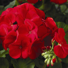 Load image into Gallery viewer, Maverick Geranium, Scarlet
