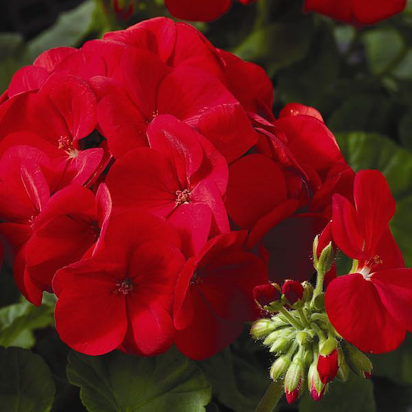 Maverick Geranium, Scarlet